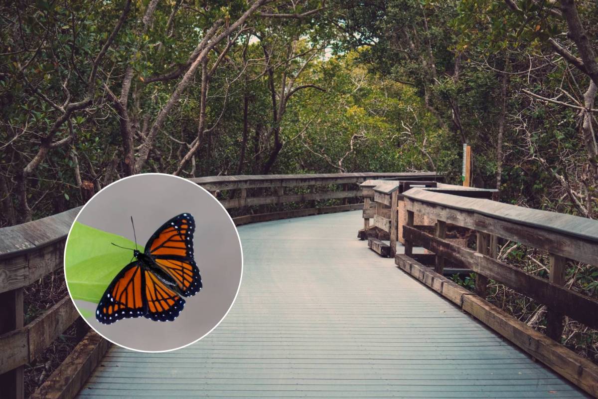 This 57-acre Dania Beach park is Florida’s first designated urban wilderness area