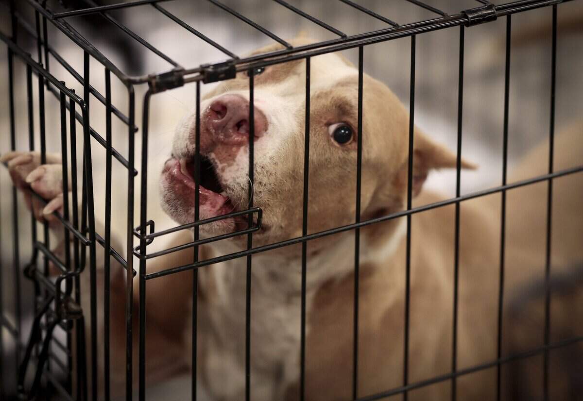 A dog tries to get the attention of visitors while he temporality sheltered in  a waiting area as Miami-Dade County plans to open a new animal shelter in South Dade to supplement services at its main facility in Doral, shown during a recent tour on Wednesday, July 8, 2026, in Doral, Fla.