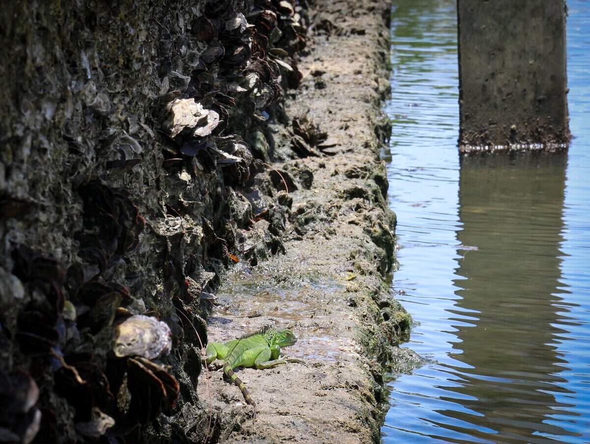 An iguana baths in the sun at the current Church By the Sea seawall as it closes in on its fundraising goal on Tuesday, July 15, 2026, in Fort Lauderdale, Fla.