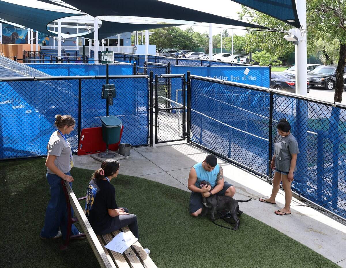 Staffers help in the training of adopted animals as Miami-Dade County plans to open a new animal shelter in South Dade to supplement services at its main facility in Doral, shown during a recent tour on Wednesday, July 8, 2026, in Doral, Fla.