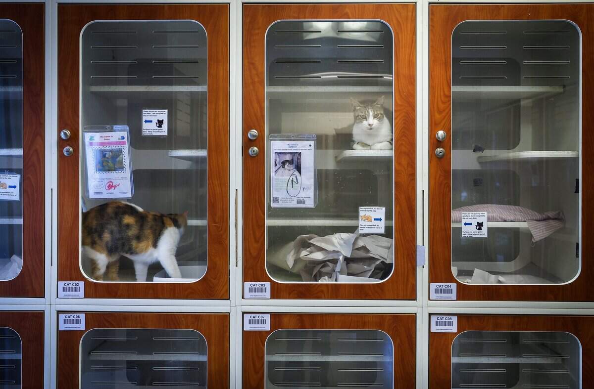 Adult cats are boarded for adoption as Miami-Dade County plans to open a new animal shelter in South Dade to supplement services at its main facility in Doral, shown during a recent tour on Wednesday, July 8, 2026, in Doral, Fla.