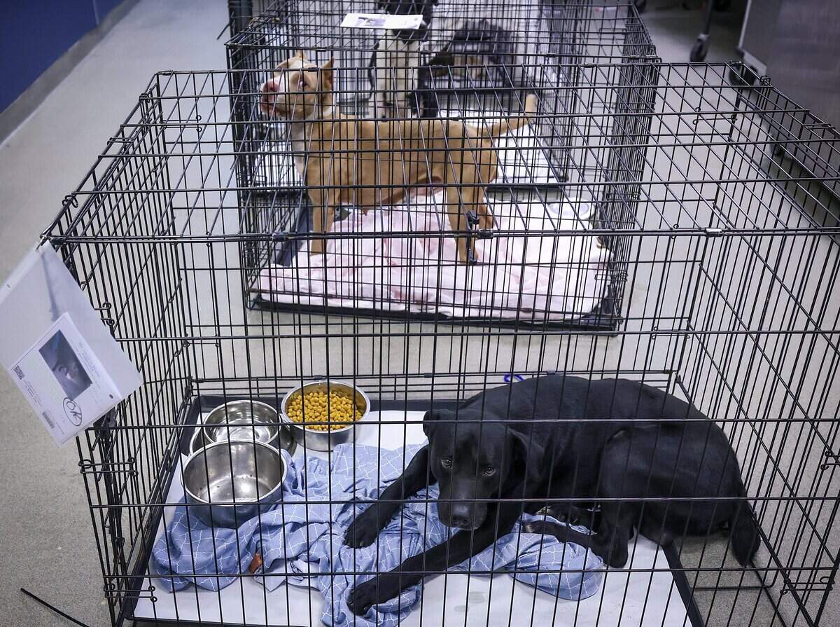 Dogs are temporally housed during the admission process as Miami-Dade County plans to open a new animal shelter in South Dade to supplement services at its main facility in Doral, shown during a recent tour on Wednesday, July 8, 2026, in Doral, Fla.