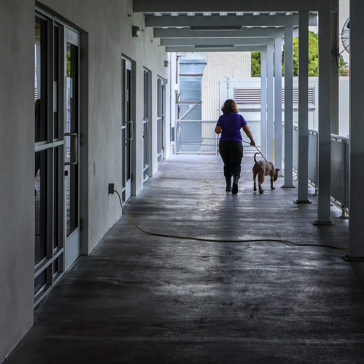 A staffer takes a dog for a walk as Miami-Dade County plans to open a new animal shelter in South Dade to supplement services at its main facility in Doral, shown during a recent tour on Wednesday, July 8, 2026, in Doral, Fla.