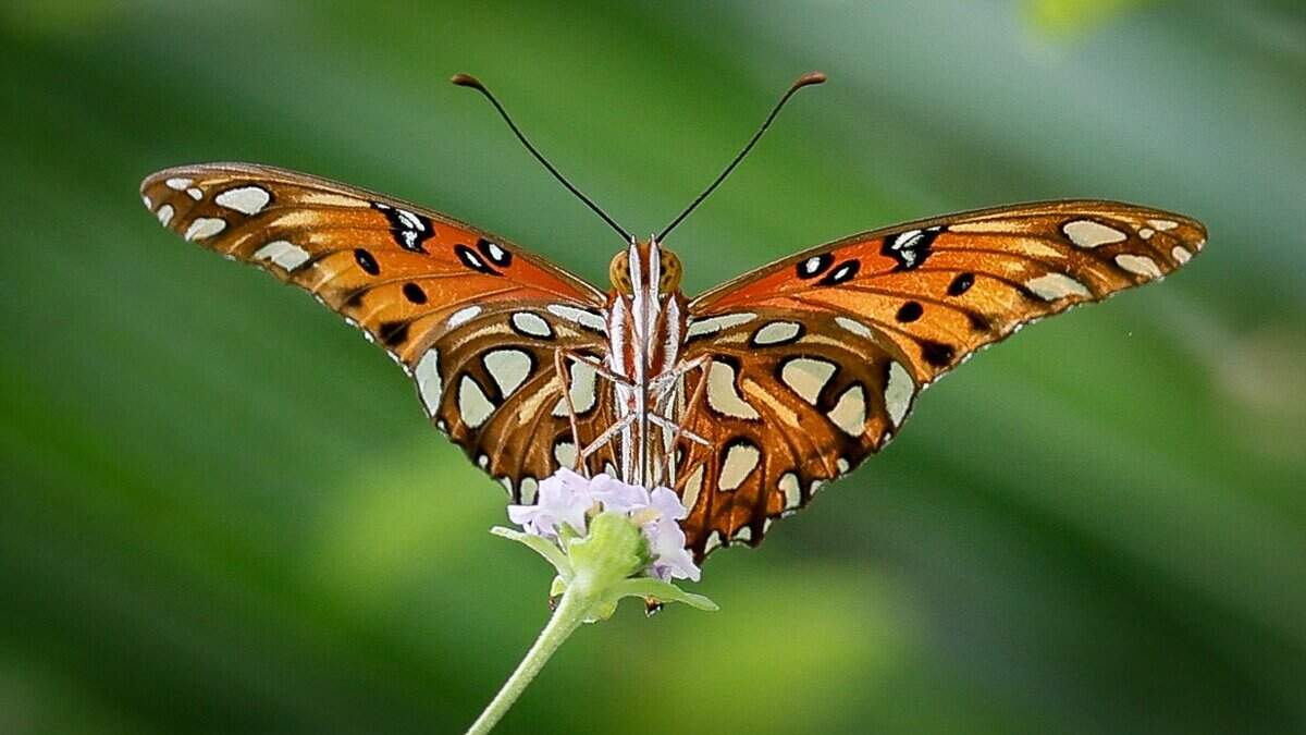 Butterflies along with native pollinator plants are seen in Mariposa Gardens at Segment 9 of The Underline on Tuesday, July 14, 2026 in Miami, Florida. The southernmost 7.36-mile phase extends from SW 65th Avenue to the Dadeland South Metrorail Station.