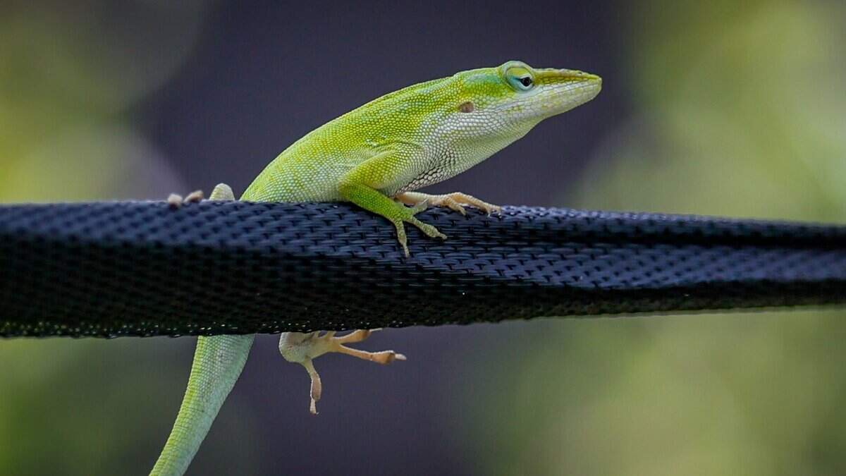 Lizards are seen and native pollinator plants are seen in Mariposa Gardens at Segment 9 of The Underline on Tuesday, July 14, 2026 in Miami, Florida. The southernmost 7.36-mile phase extends from SW 65th Avenue to the Dadeland South Metrorail Station.
