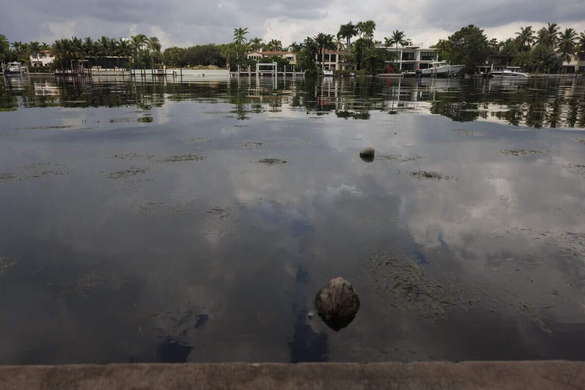 King tide causes the water in the bay to rise to the level of sidewalks on Tuesday, Sept. 9, 2025 in Miami Beach, Fla.