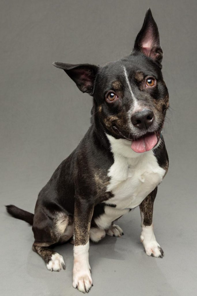 Maverick is one of the dogs featured in the Humane Society of the Treasure Coast's Promote-a-Pet program. Photo by Pups Pop Up Photo Studios