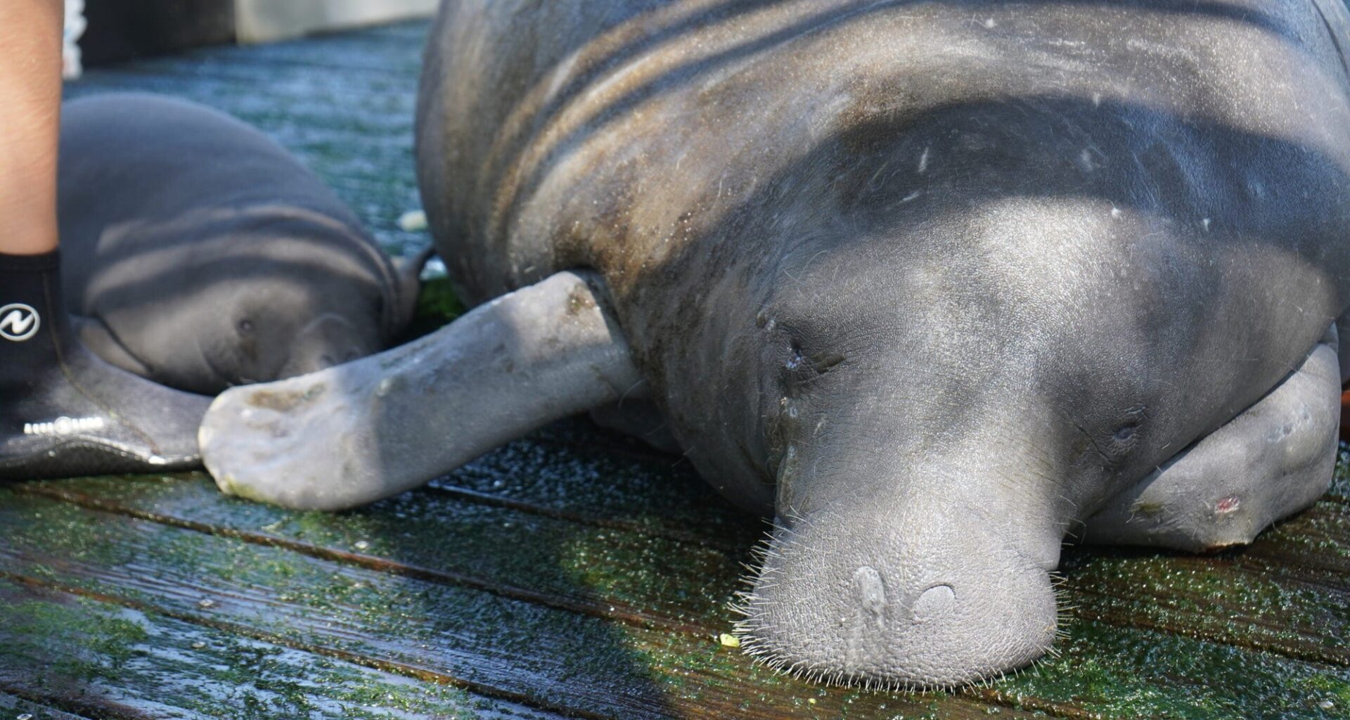 ZooTampa Reports First Manatee Birth in Over a Decade as Part of Baby Boom