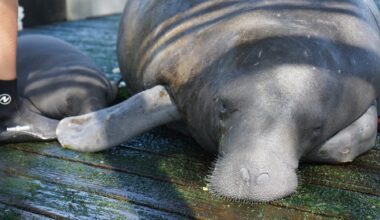 ZooTampa Reports First Manatee Birth in Over a Decade as Part of Baby Boom