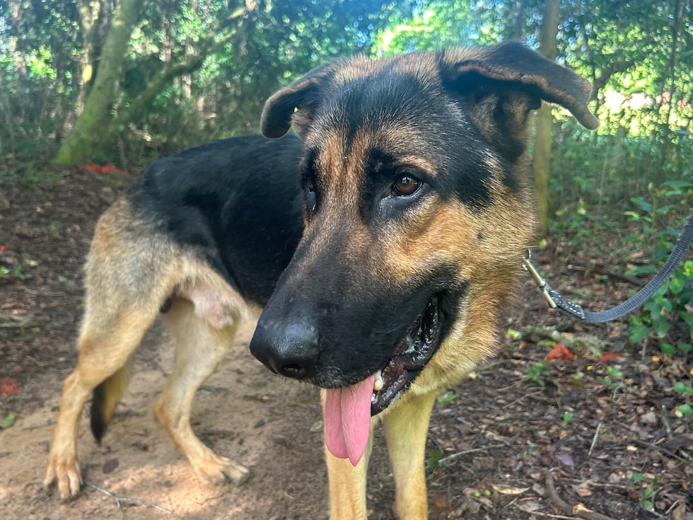 Duke is a playful pup and the first Furry Friday dog we’ve ever met whose number one hobby is...