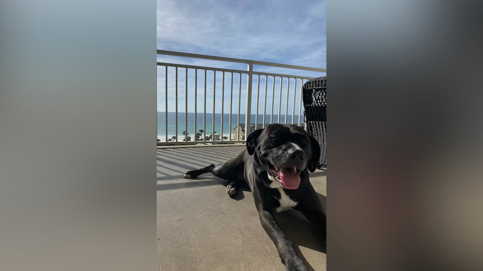 Family seeking answers after beloved dog found shot on porch