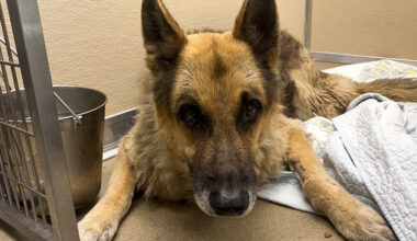 Injured German Shepherd Gets Hospice Care Through Broward Animal Care Partnership – Parkland Talk