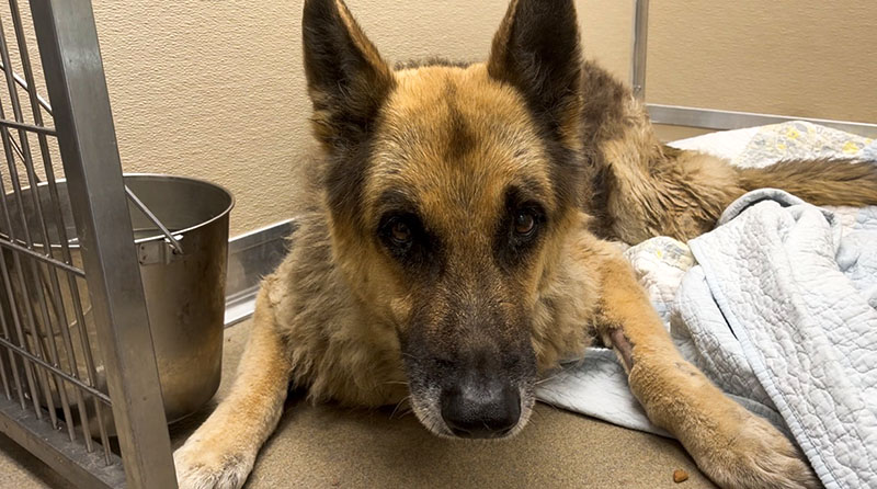 Injured German Shepherd Gets Hospice Care Through Broward Animal Care Partnership – Parkland Talk