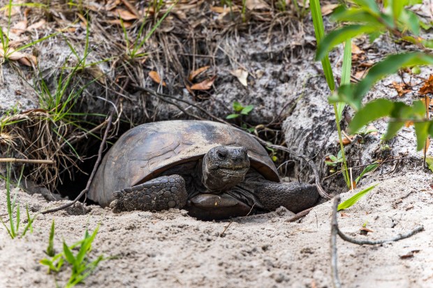 A gopher tortoise pokes out of its burrow at Lake Louisa State Park in Lake County in 2022. The Suwannee River Water Management District is considering a land swap in Madison County that would give hundreds of acres of state forest land to a peanut farm. According to the Florida Fish and Wildlife Conservation Commission the land is "ecologically significant" and includes swallow-tailed kites, eastern indigo snakes, gopher frogs and the Florida black bear