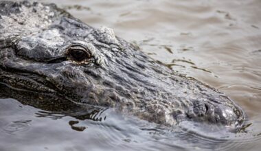 FWC investigates viral TikTok video of possible alligator petting at Florida spring – Orlando Sentinel