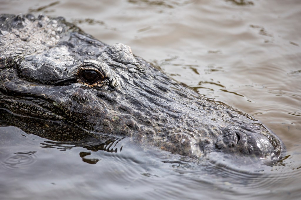 FWC investigates viral TikTok video of possible alligator petting at Florida spring – Orlando Sentinel