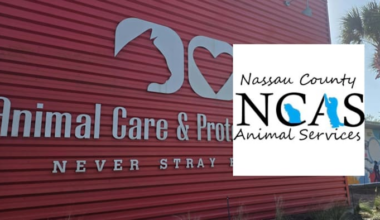 ACPS, Nassau County Animal Services seeking information on dog found with third-degree burns in Duval County
