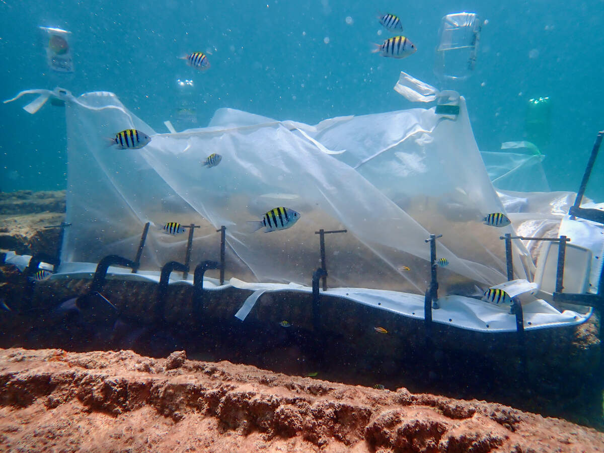 A tent placed over one of the structures ensured that all the baby coral larvae released within in will be forced to settle onto the structure instead of floating away.