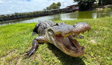 Gatorama brings guests face-to-face with Florida alligators
