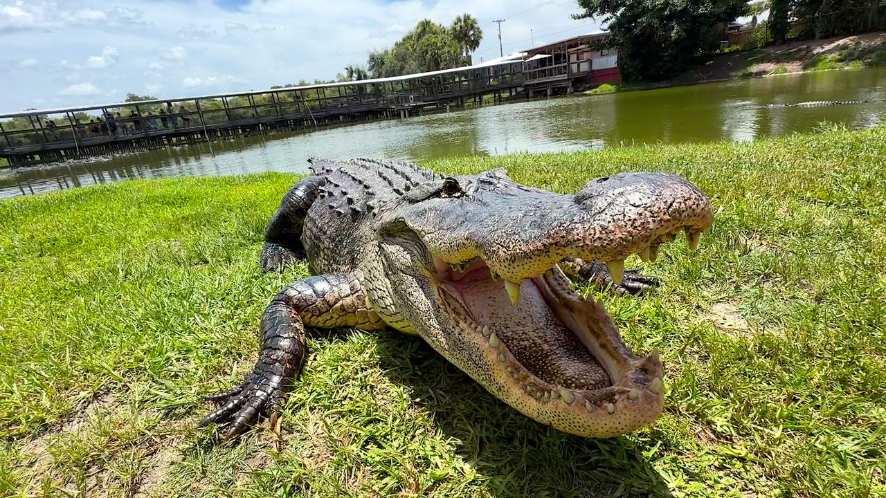 Gatorama brings guests face-to-face with Florida alligators