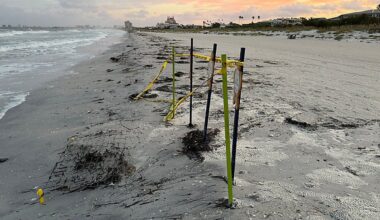 Bertha's rough surf hits sea turtle nests in Pinellas