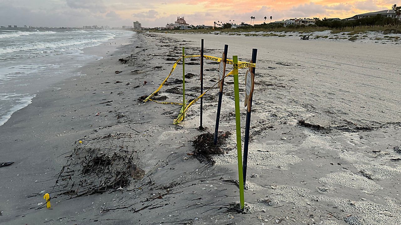Bertha's rough surf hits sea turtle nests in Pinellas