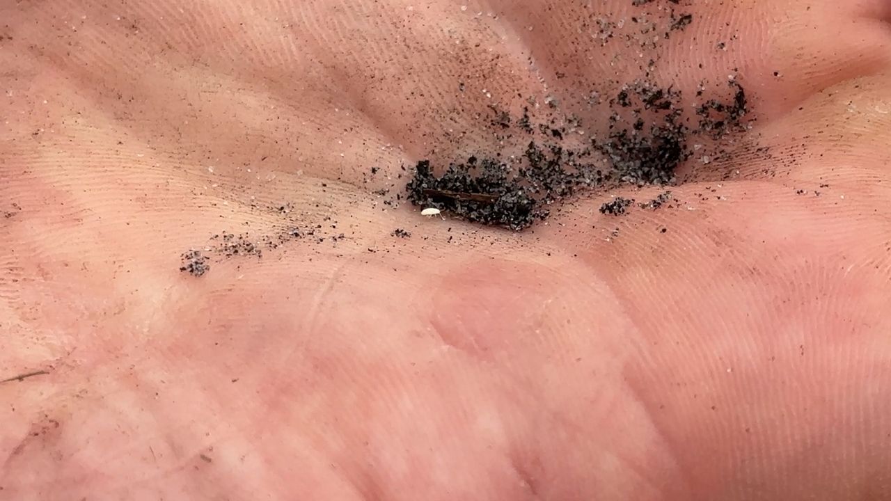 Invasive insect spreads across Florida concerns farmers