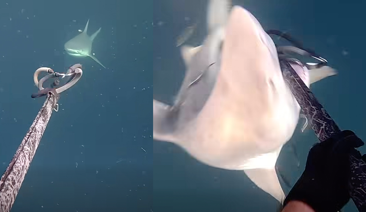 Florida Spearfisherman Tells Story of Fighting Off Three Bull Sharks at Once