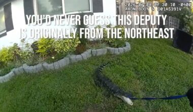 Pinellas deputy handles first alligator call with help from bystanders