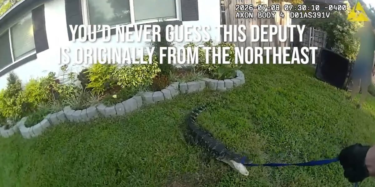 Pinellas deputy handles first alligator call with help from bystanders