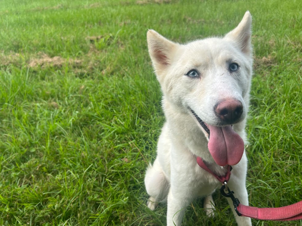 Marshmellow is friendly and sweet and watch out ...  she’ll melt your heart!