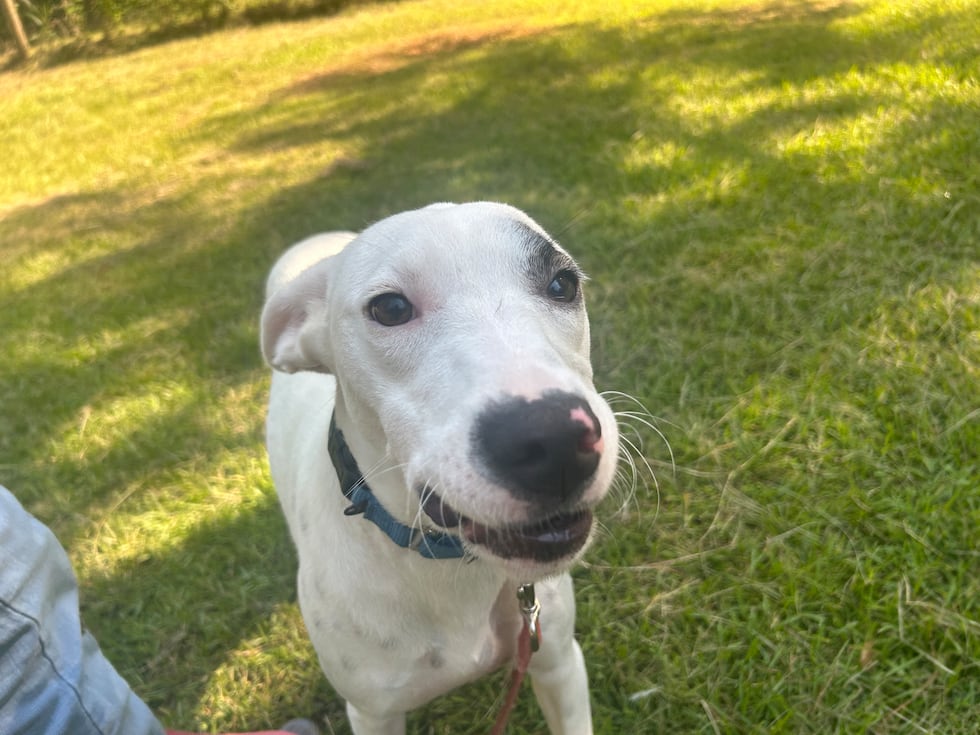 Mitzi loves stretching out for a belly rub in the cool green grass ... and loves playing ball!