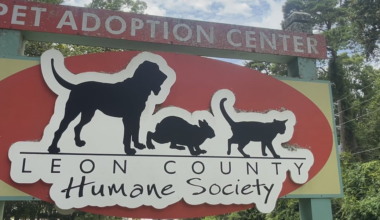 ‘People come in crying’: Leon County Humane Society reports at least 7 victims of lost pet scam