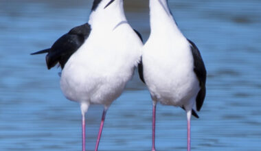 Amateur photo contest to open for entries - SANIBEL-CAPTIVA