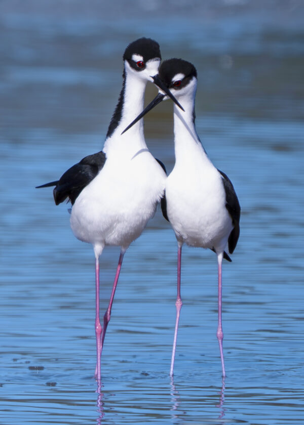 Amateur photo contest to open for entries - SANIBEL-CAPTIVA
