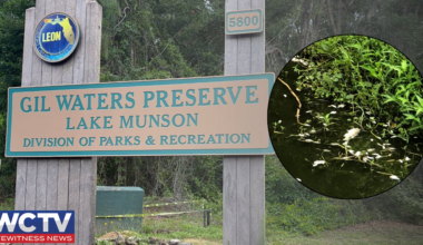 Environmentalists raise concerns after ‘hundreds’ of fish found dead in Lake Munson
