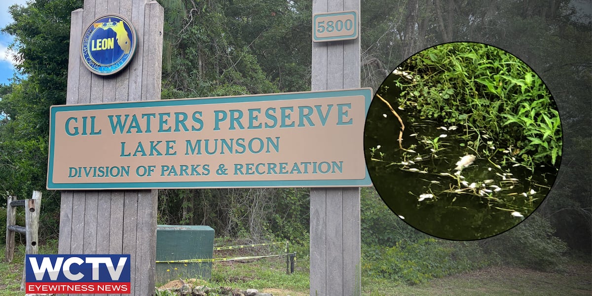 Environmentalists raise concerns after ‘hundreds’ of fish found dead in Lake Munson