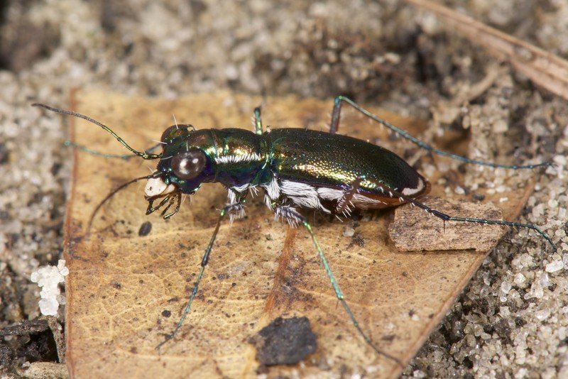 Miami-Dade Announces $925,000 Donation for Critically Endangered Pine Rocklands