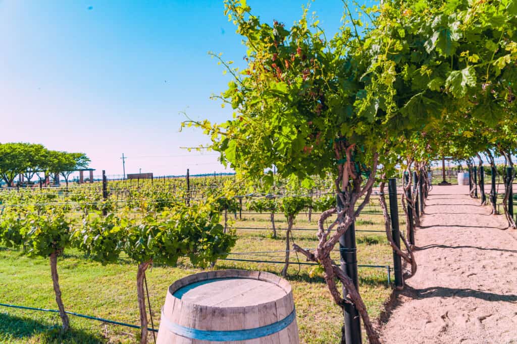 View of a winery 