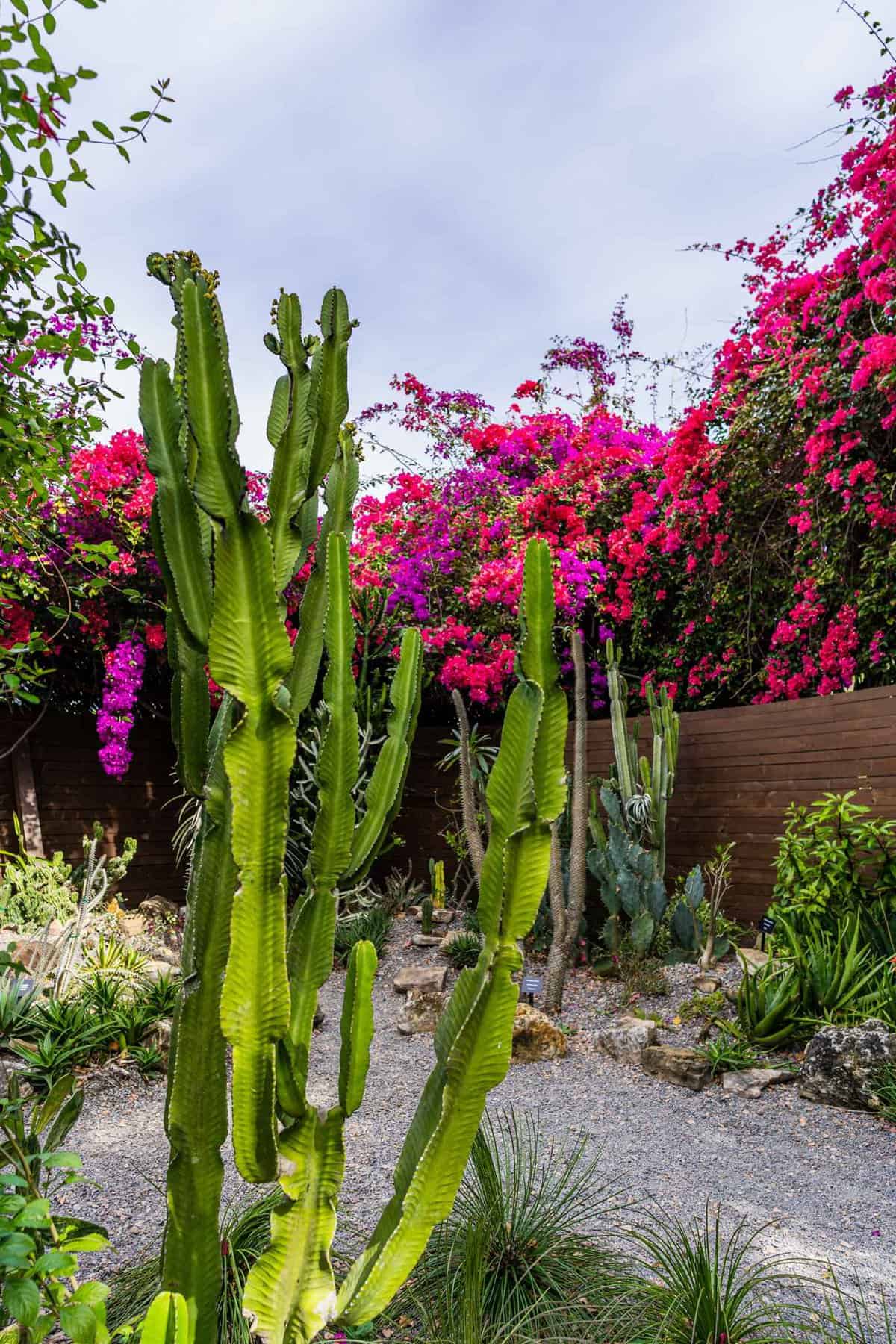 Cacti and flowers in a garden in St. Petersburg 