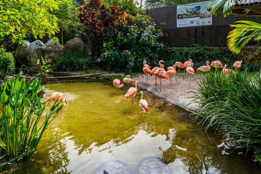 Flamingos in Sunken Gardens 