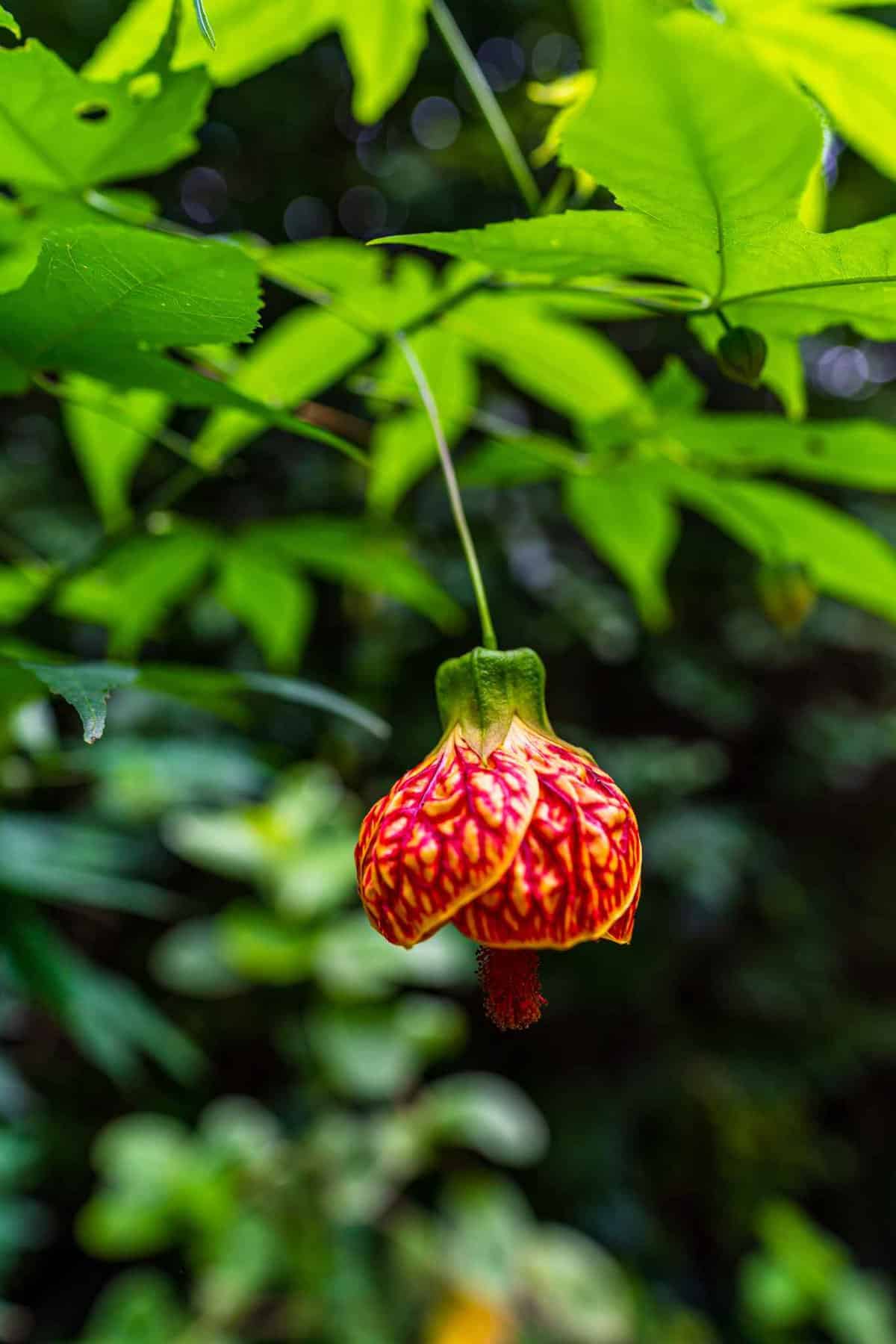 Tropical flowers in St. Petersburg 