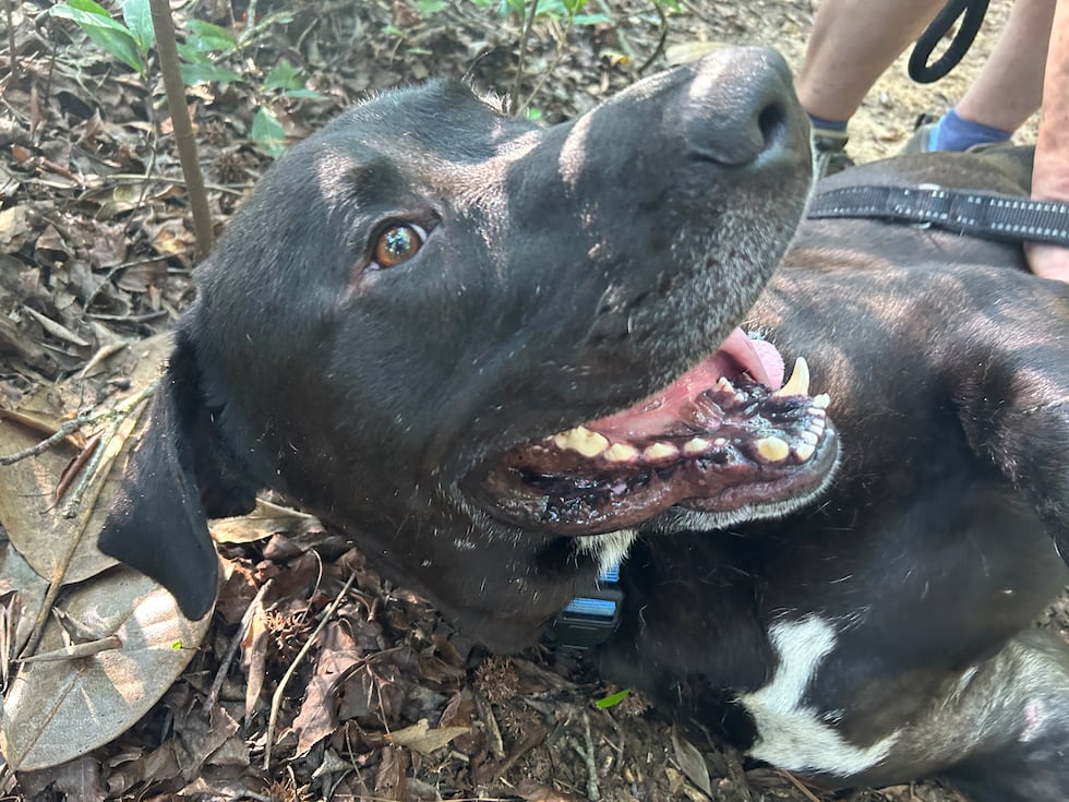 Ralph is big and goofy and quick to roll over for a belly rub!