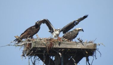 Osprey season surpasses sustainability benchmark - SANIBEL-CAPTIVA