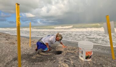 SCCF: Record-breaking loggerhead nesting season - SANIBEL-CAPTIVA