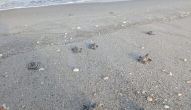 More than 1,000 sea turtle nests on islands - SANIBEL-CAPTIVA