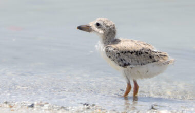 SCCF: Causeway skimmer chick nears flight - SANIBEL-CAPTIVA