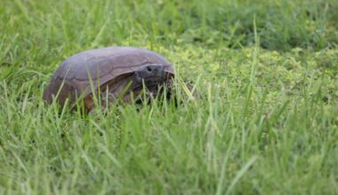 Volunteers sought for two events - SANIBEL-CAPTIVA