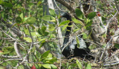 SCCF seeks help in identifying nesting areas - SANIBEL-CAPTIVA