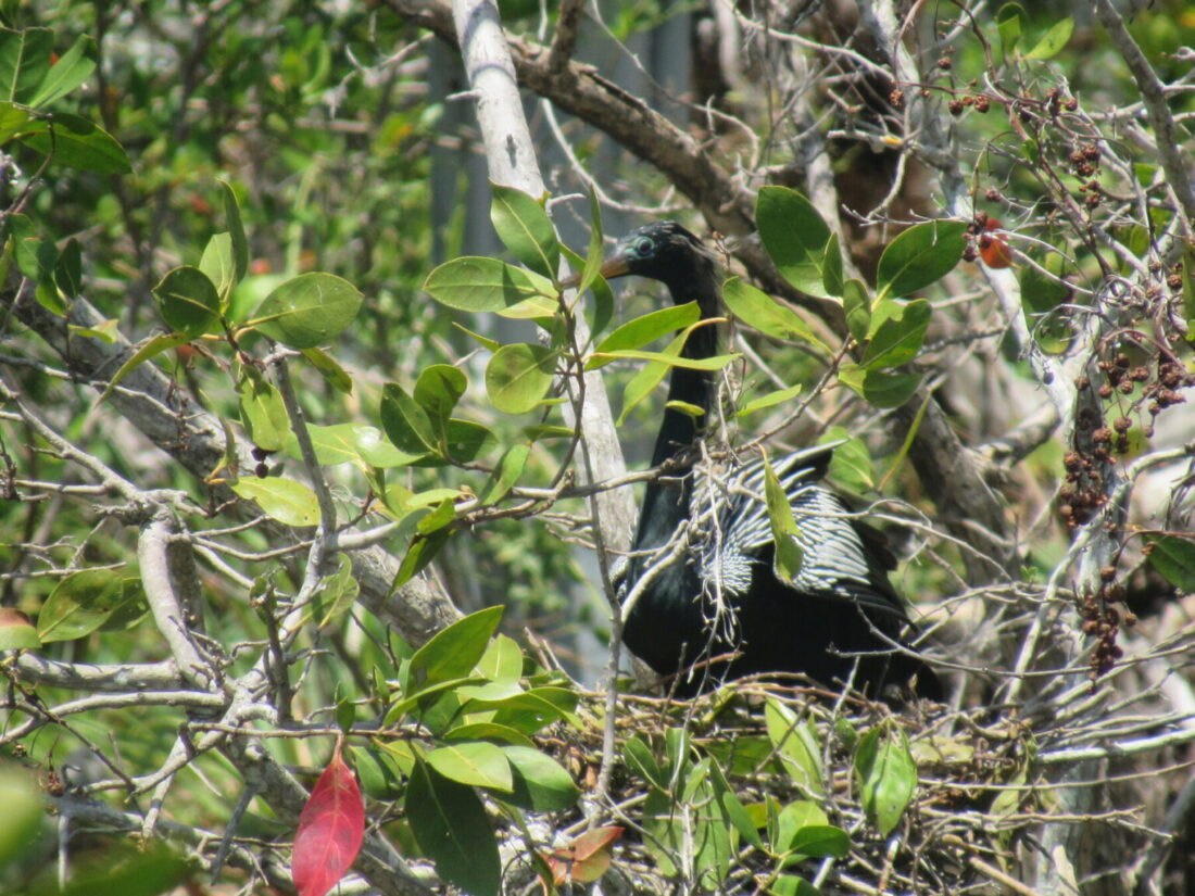 SCCF seeks help in identifying nesting areas - SANIBEL-CAPTIVA
